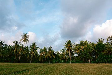 Palmbomen en rijstvelden, zonsondergang Bali van Suzanne Spijkers