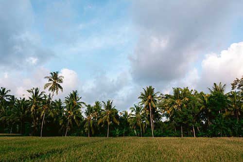 Palm trees and rice fields, sunset Bali