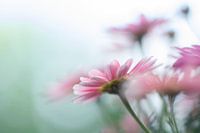 sweet pink