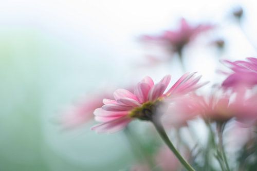 süßer kleiner Finger