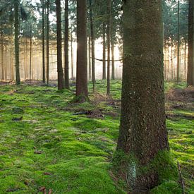 forêt sur Anne Koop