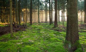 forêt sur Anne Koop