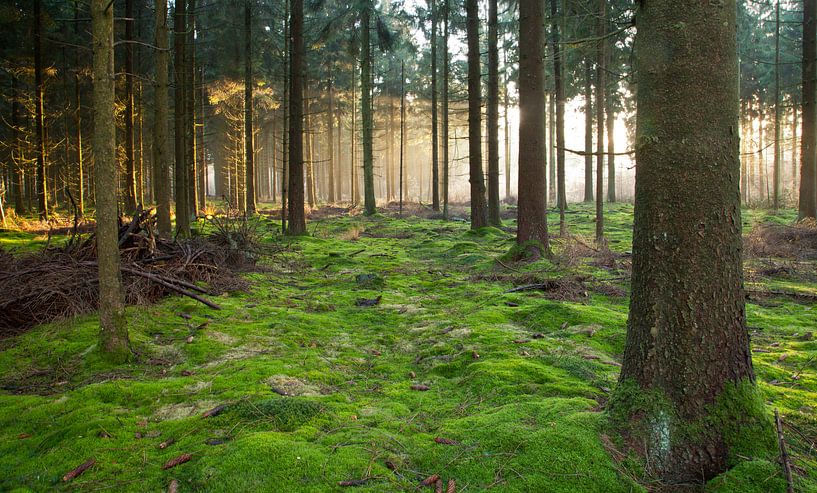 forêt par Anne Koop