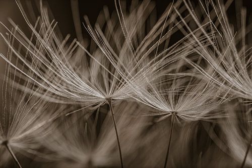 Lijnenspel van de pluisjes van een paardenbloem