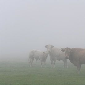 des vaches dans le brouillard sur Petra De Jonge