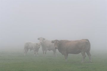 koeien in de mist van Petra De Jonge