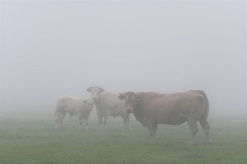 des vaches dans le brouillard