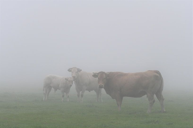 cows in the fog by Petra De Jonge