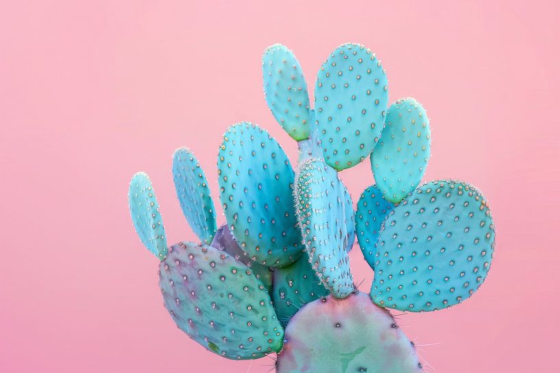 Kaktus von Poster Art Shop