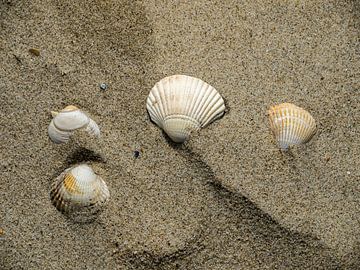 coquillages dans le sable