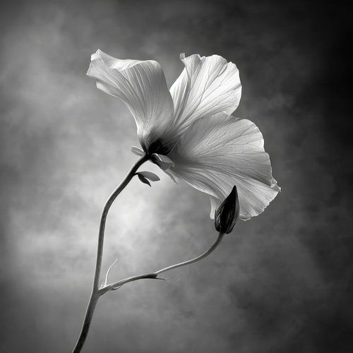 Bloem in zwart-wit