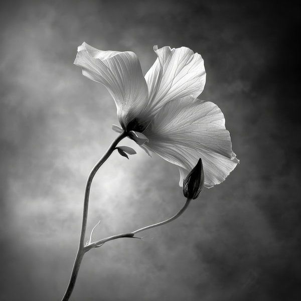 Fleur en noir et blanc par Poster Art Shop