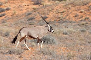 l'antilope oryx