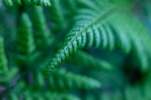 Donkere varen in het bos van Karijn | Fine art Natuur en Reis Fotografie