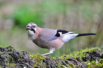 Jay by Bernhard Kaiser