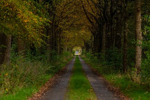 Autumn in the Woods a long forest trail. by Brian Morgan