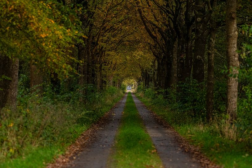 Autumn in the Woods a long forest trail. by Brian Morgan