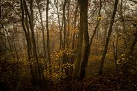 Rouille d'automne dans la forêt