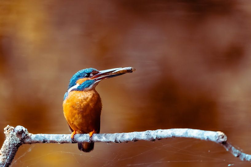 Eisvogel von van Veen Allround Photography