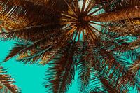 ONDER DE PALMBOOM