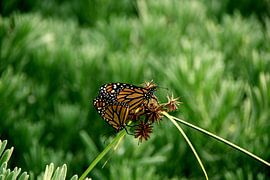 Love is in the air! van Stefan Kruizinga