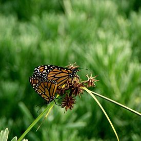 Love is in the air! by Stefan Kruizinga