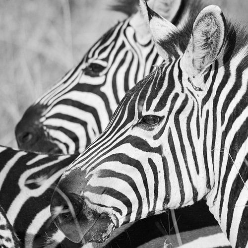zebra duo, Kenia