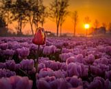 Bouchée en plein air dans un champ de tulipes roses par Dennis Werkman Aperçu