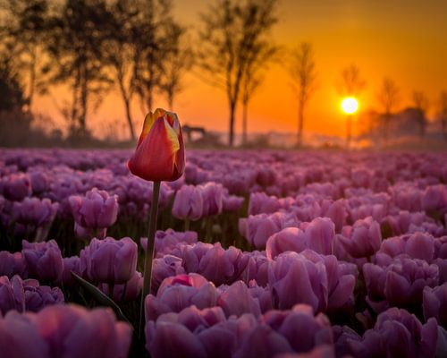 Buitenbeetje in roze tulpenveld