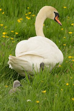 Family swan by Peter Bartelings