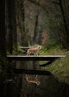 Chihuahua bridge brook nature forest Veluwe Otterlo