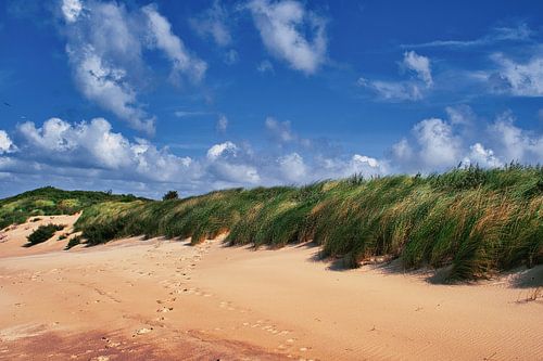 Color in de duinen aan de kust