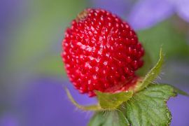 Strawberry by Jantien van Dam