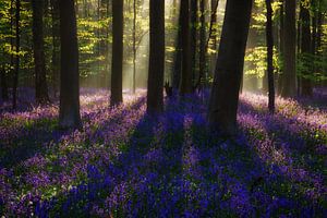 Bright Magic von Martin Podt