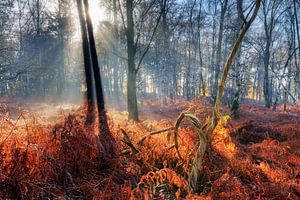 Dubbele boom zonsopkomst in het herfstbos sur Dennis van de Water