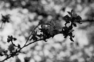 Apfelblüte von Iritxu Photos Miniaturansicht