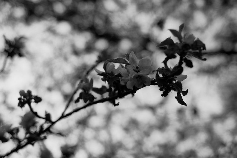 Apfelblüte von Iritxu Photos