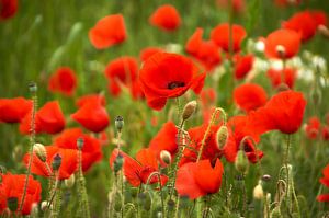 Coquelicots