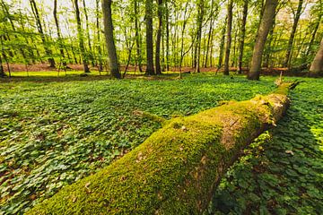 Vieil arbre mort dans une forêt de hêtres sur Sjoerd van der Wal Photographie