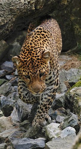 Jachtluipaard op jacht