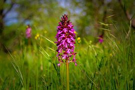 Early Purple Orchid by Images from a hillside in Umbria