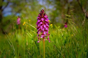 Early Purple Orchid