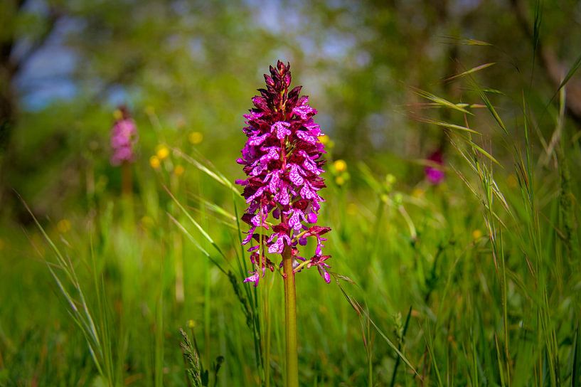 Frühe lila Orchidee von Images from a hillside in Umbria