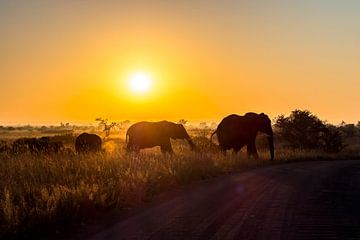 Elefanten von Marije Rademaker