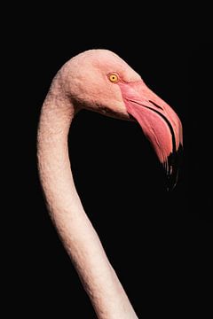 Single Flamingo van Gaby Fotografie
