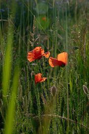 Mohnblumen am Abend von Kimfaesdesign