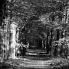 Een beukenlaan door een Veluws bos in zwart-wit van Gerard de Zwaan