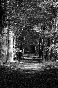 Eine Buchenallee durch einen Samtwald in Schwarz und Weiß