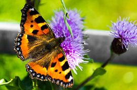 Colorful butterfly by Jurgen den Uijl