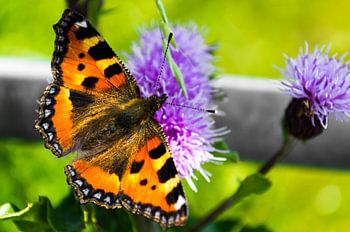 Colorful butterfly